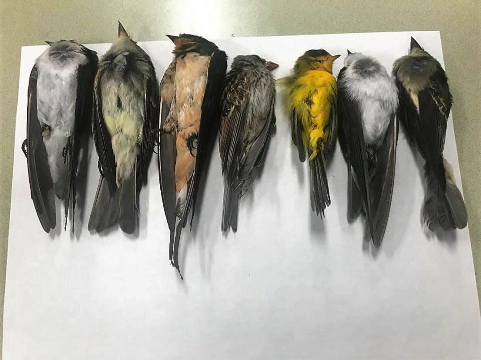 A variety of dead migratory birds collected from White Sands Missile Range and sites in Doña Ana County, N.M. were examined by researchers at Knox Hall at New Mexico State University prior to being sent for necropsy on Saturday, Sept. 12, 2020.