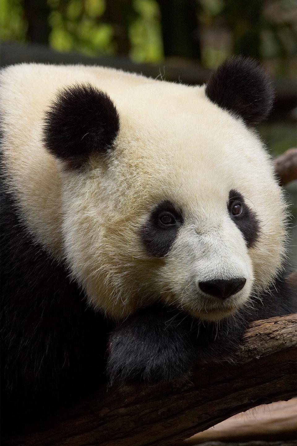 The San Diego Zoo Wildlife Alliance took the first step to bring pandas back to the West Coast and signed a cooperative agreement with China Wildlife Conservation Association and filed a permit application with the U.S. Fish and Wildlife Service.