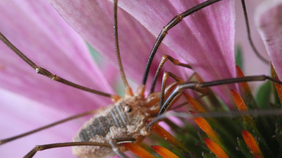 A close-up of a daddy longlegs spider crawling through a white and purple flower.