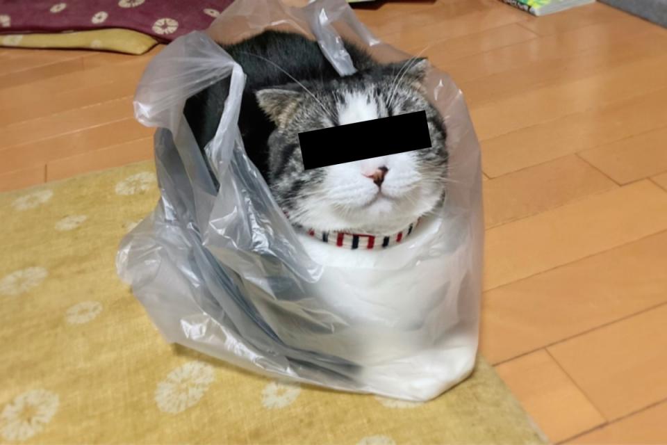 <p>日本一隻萌貓日前跳進塑膠袋裡窩好窩滿！（圖／twitter帳號cyane_photo）</p>
