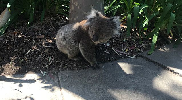 The koala made a very timely appearance at an open house on Saturday. Source: Supplied