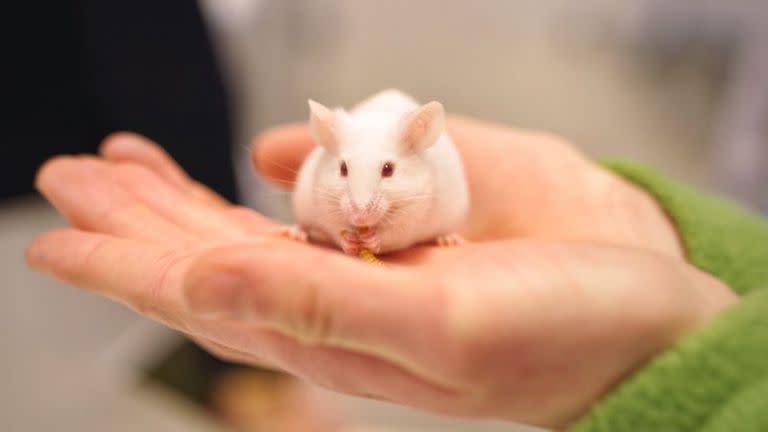 Los investigadores observaron cómo perecen las células y han logrado evitar esta muerte neuronal con un tratamiento oral en ratones