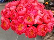 <p>The much-loved peonies are another key feature at Chelsea. 'These flamboyant blousy blooms are synonymous with summertime, and for me they ooze nostalgia and the decadence of high summer,' Jonathan reveals. </p><p>'We are all familiar with the swan down double varieties, but as with the roses there is an obvious swing towards the single varieties and a move away from some of the traditional colours with more rusts, corals and pure whites.'</p>