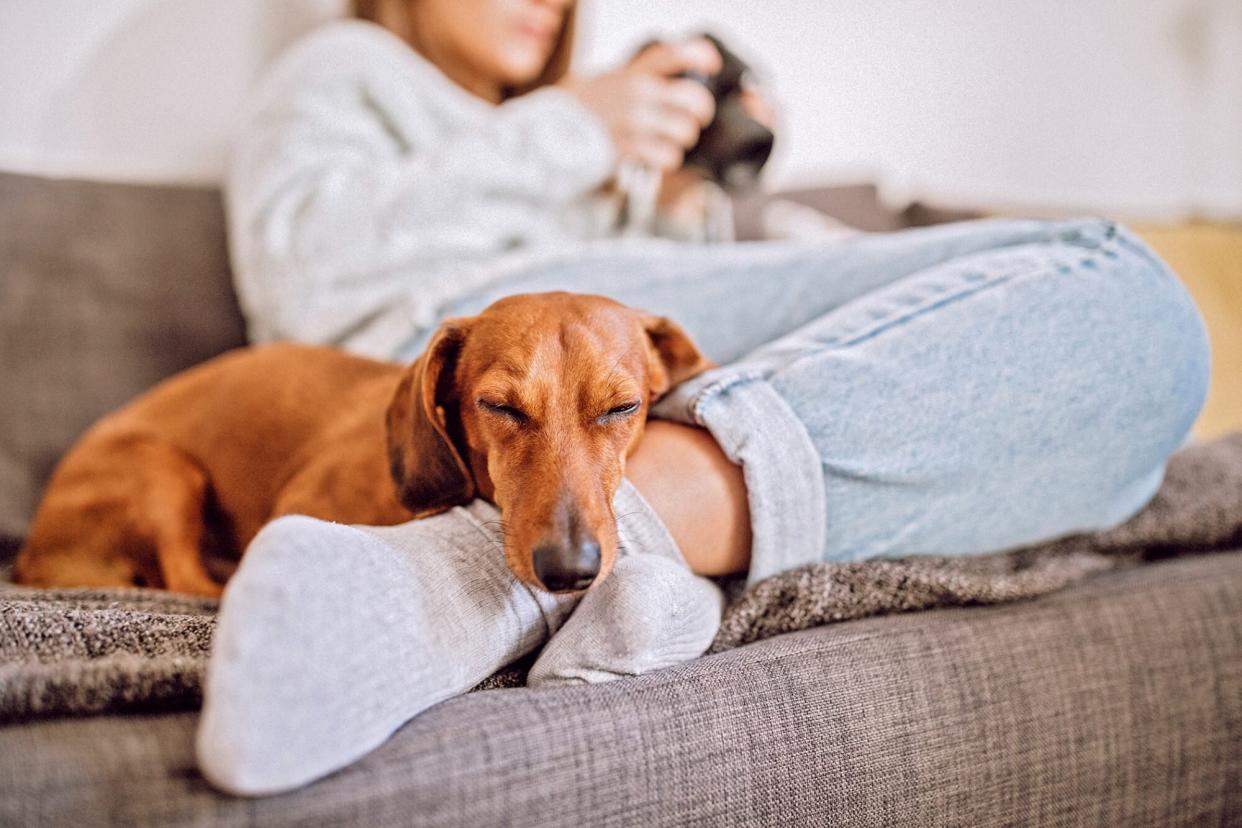 dog sleeping on woman's leg; why is my dog sleeping so much?