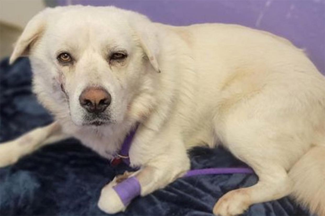 Stray dog recovering after found with eight gunshot wounds