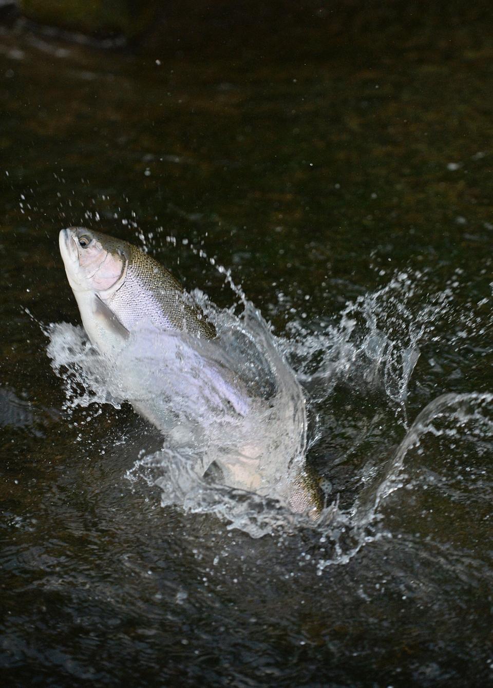 In this file photo, a steelhead swims upstream by jumping up a fish ladder, Oct. 11, 2019, on Trout Run in Fairview Township.