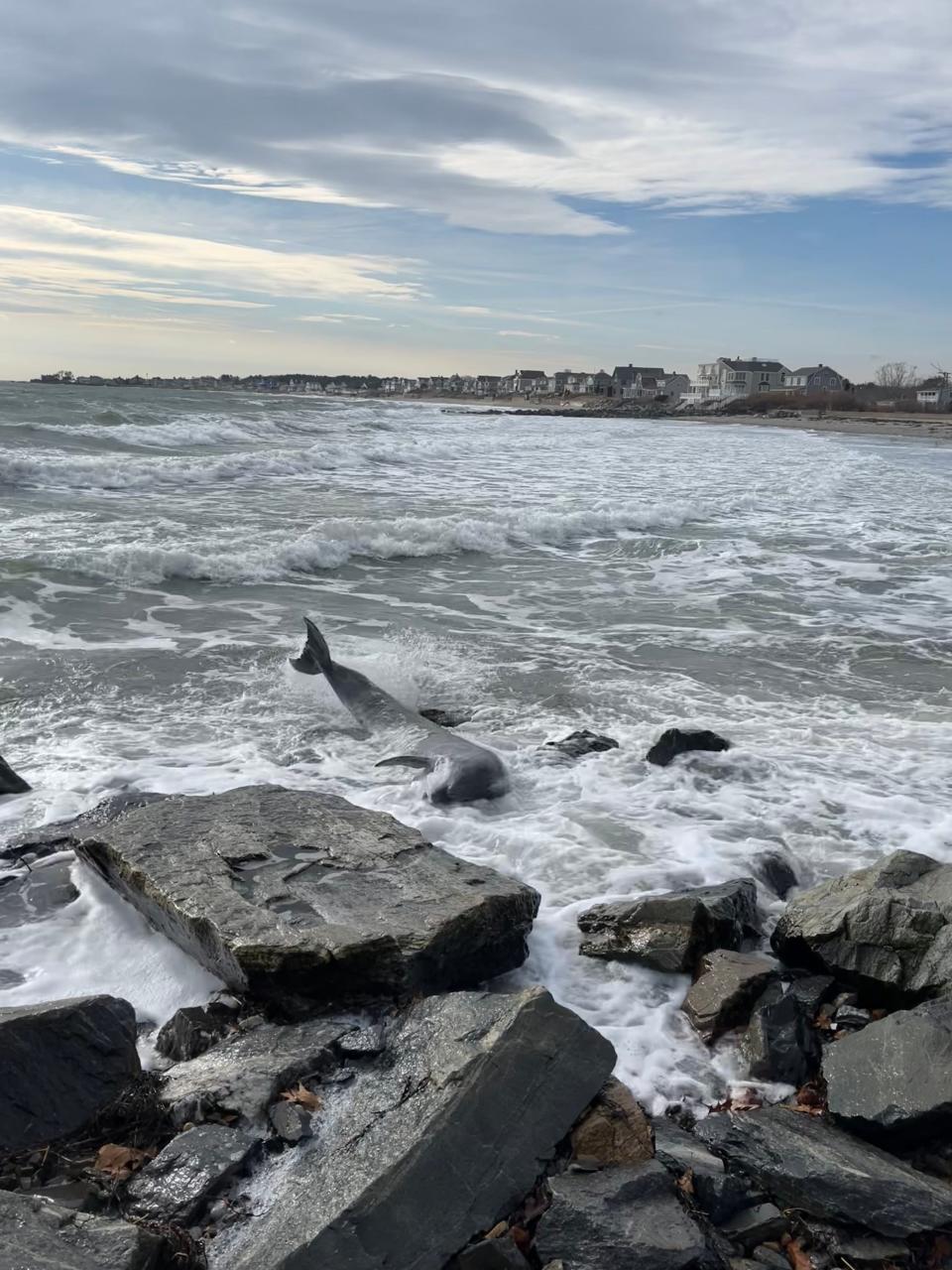 A  600-pound, female bottlenose dolphin was reported along the rocks at Wallis Sands last Wednesday, Jan. 19, before dying during a rescue attempt.