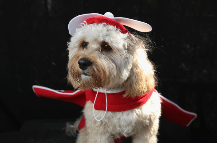 Paddington, a Cavapoo, poses as an airplane at the Tompkins Square Halloween Dog Parade. (Photo by John Moore/Getty Images)