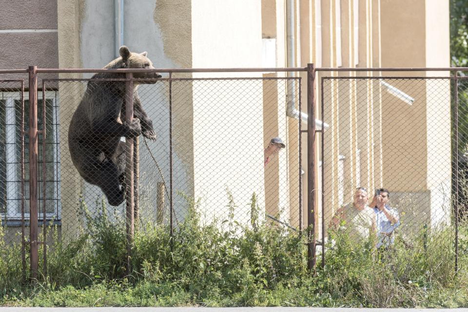 A male brown bear is seen at the courtyard of the Octavian Goga high school in the Transylvanian city of Csikszereda, or Miercurea Ciuc in Romania, Tuesday, Aug. 21, 2018. The bear broke into several homes and even killed a goat. In the end the bear was killed by a hunter. (Nandor Veres/MTI via AP)