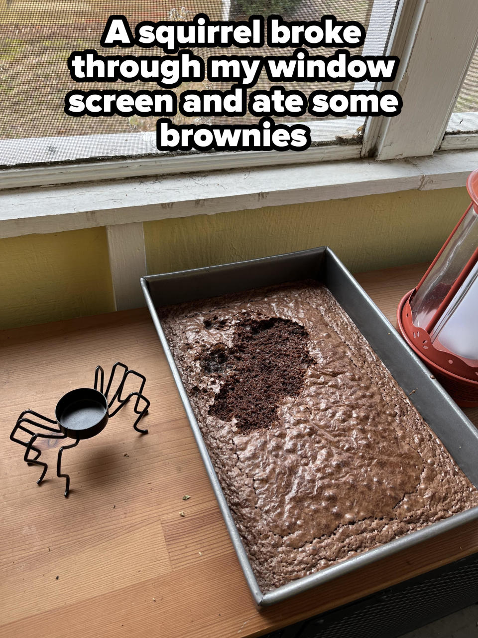 A pan of baked brownies near a window with a missing section, with caption, "A squirrel broke through my window screen and ate some brownies"