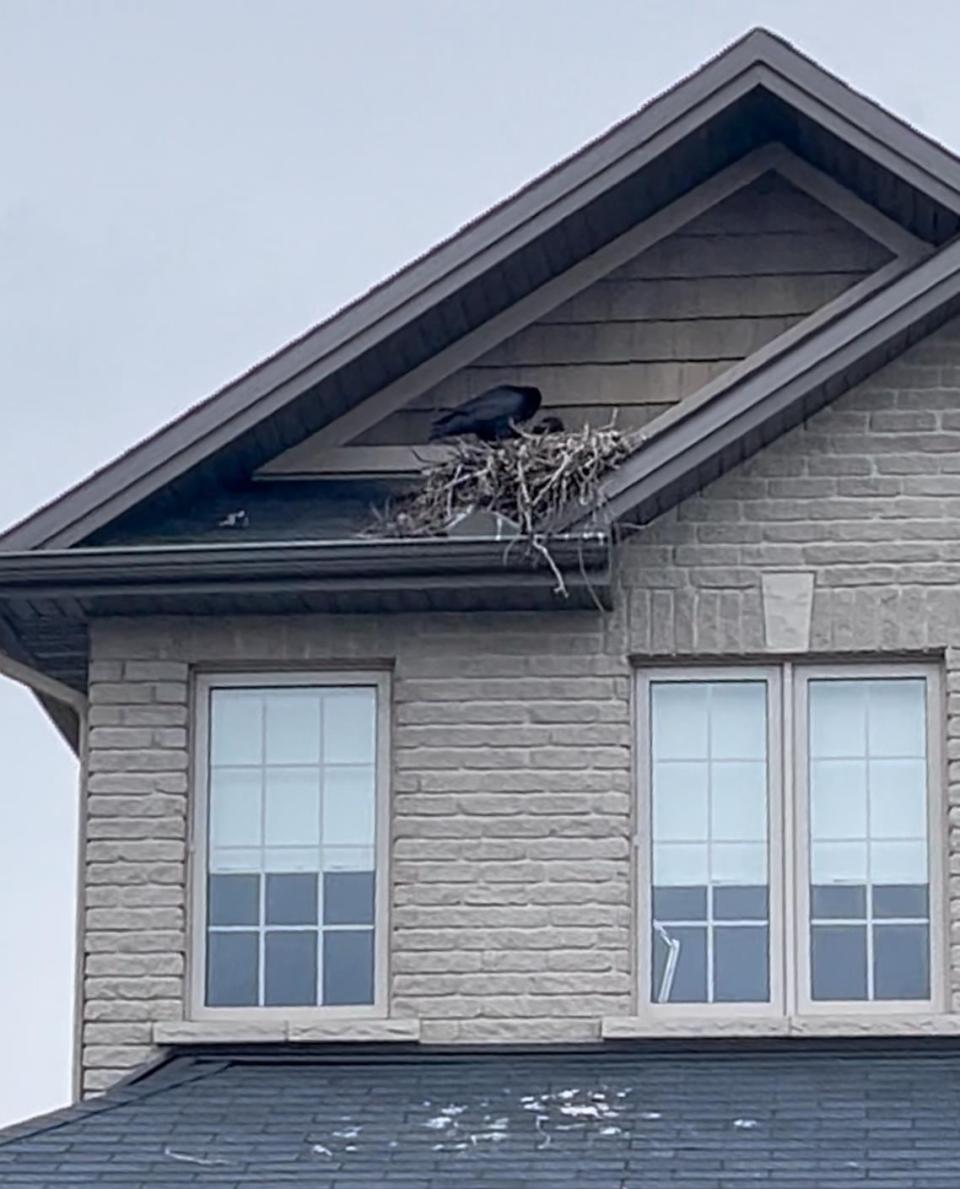 Ravens built a large, messy nest in two homes on Fountainhead drive in the Orleans neighbourhood of Ottawa