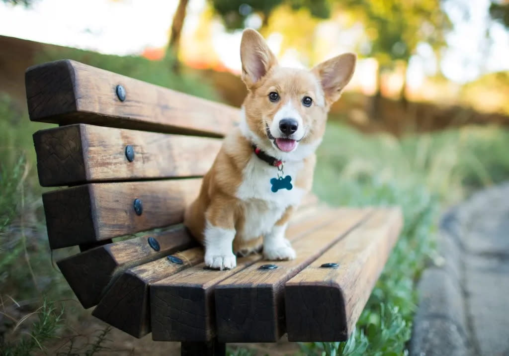 Corgi puppy sitting on bench