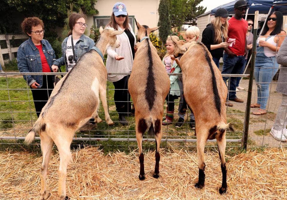 Three goats stand on their hind legs to receive treats from farm visitors