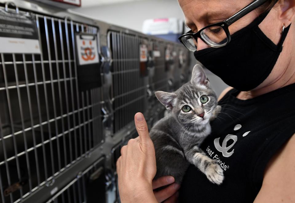 Michelle Sathe of Best Friends Lifesaving Center in Mission Hills holds a kitten that is up for adoption.