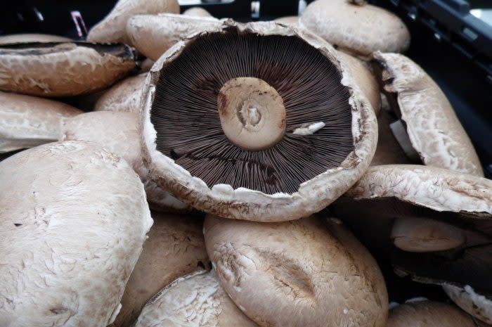 Stop Taking Vitamin D: Eat Portabella Mushrooms