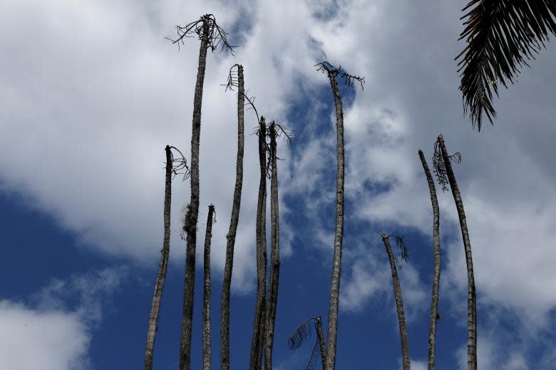 El jardín botánico de Caracas, que es Patrimonio de la Humanidad, está moribundo