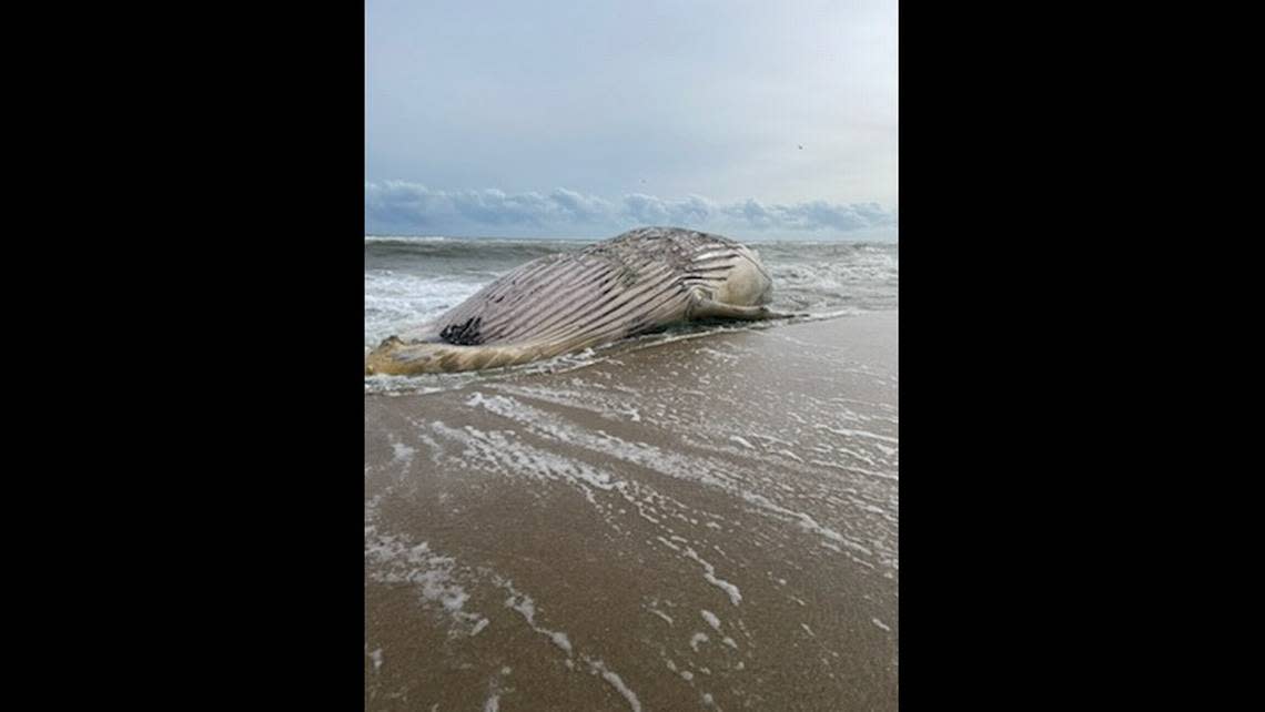 The National Park Service says the whale will likely be buried near the beach after researchers have completed their study.