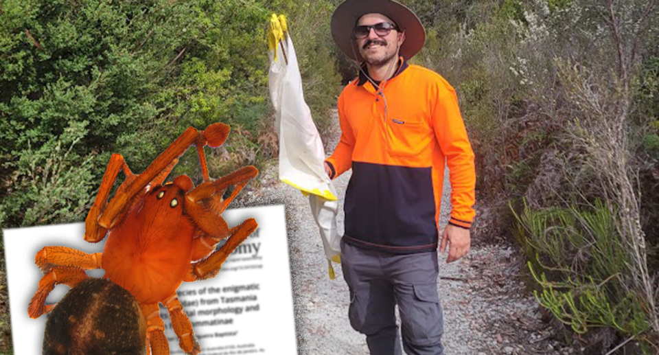 Dr Pedro Castanheira (background)  in the bush. Inset: a journal page and a picture of Magnopholcomma adelphus