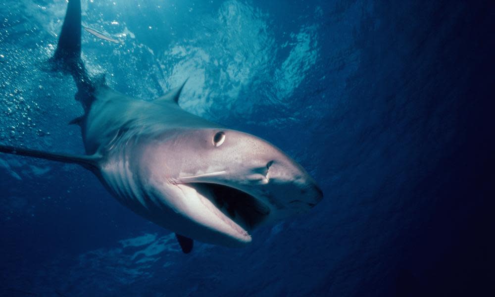 Four tiger sharks were killed at the weekend by baited hooks dropped into Sawmill Bay by Fisheries Queensland following the attacks on Justine Barwick, 46, and Hannah Papps, 12, in the Whitsundays.