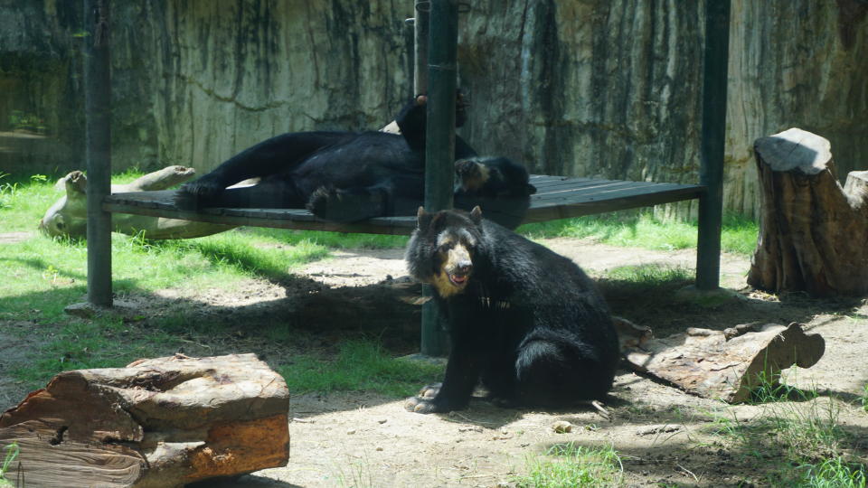 Uno de los argumentos del zoológico para reclamar la custodia de Chucho es que en el recinto comparte con animales de su misma especie (Foto cortesía Fundación Botánica y Zoológica de Barranquilla).