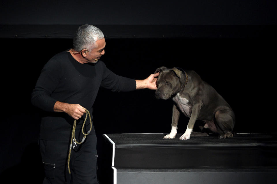 Cesar pets his dog Junior while he is unleashed and sitting on an elevated platform near him