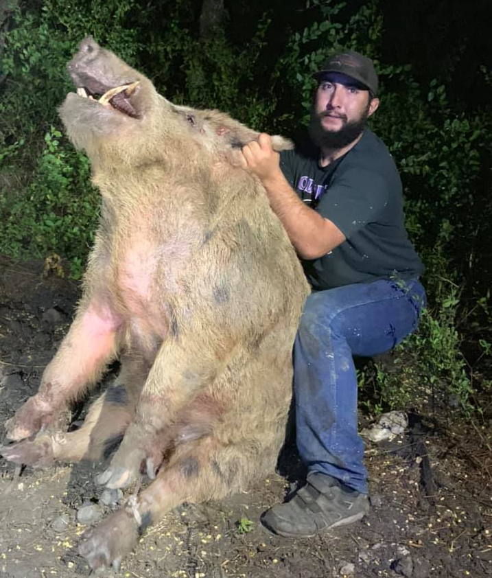 Wyatt Walton holds up the giant hog following its capture.