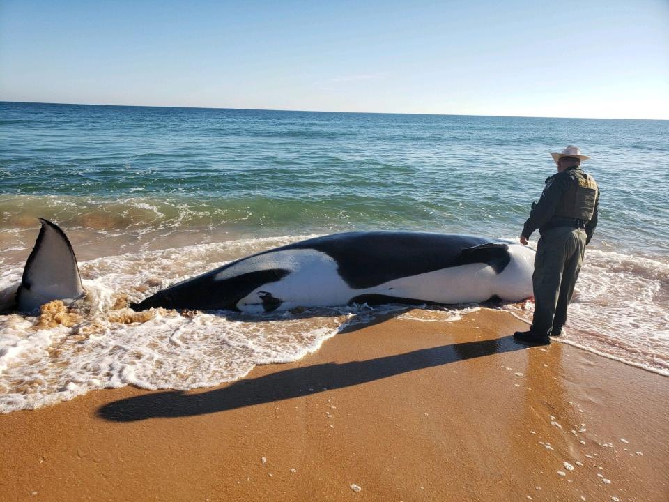 An orca whale died in Palm Coast Wednesday morning, Jan. 11, after beaching itself on the shore, Flagler County Sheriff's Office officials stated.