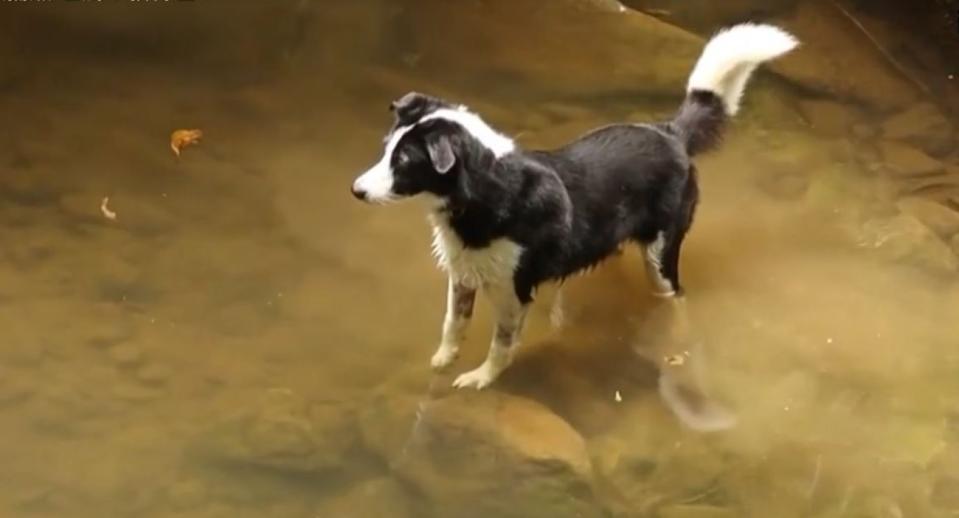 上輩子沒喝孟婆湯？愛犬熱衷捕魚 爸驚：貓轉世？