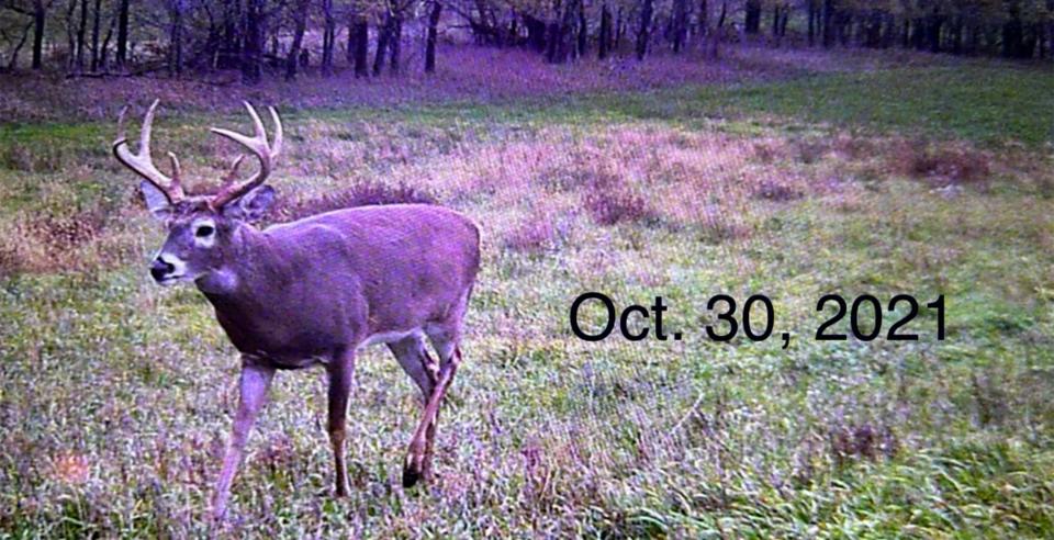 SD bowhunter massive palmated great buck 2