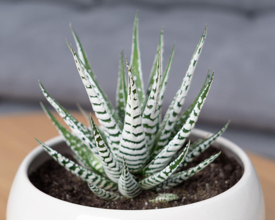 6. Haworthia