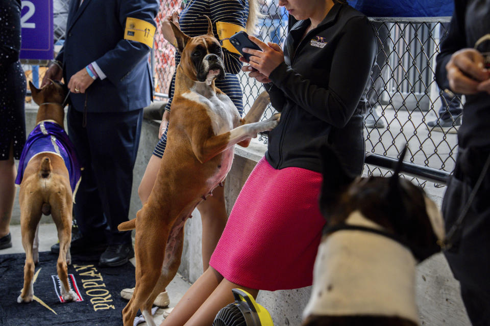 Dogs and handlers wait for breed group judging at the 148th Westminster Kennel Club Dog show, Tuesday, May 14, 2024, in New York. (AP Photo/Julia Nikhinson)