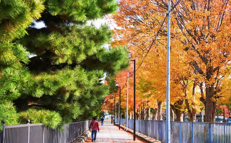 從地鐵站步行至日本庭園，沿途景色也很迷人。黃盈甄攝