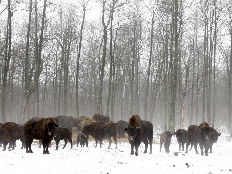 Chernobyl wildlife