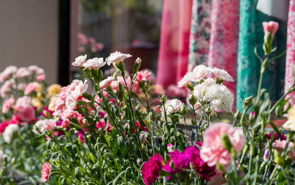 Peonies outside the Cefinn store, Elizabeth Street