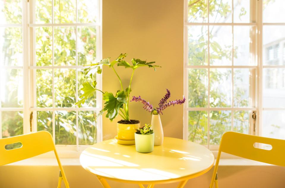 How Indoor Plants Purify the Air, Liven Any Space, and Make You Feel Less Stressed