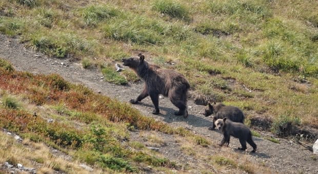 Naturalist Brian Keating came across this family of grizzlies while hiking in Castle Wildland Provincial Park on July 30, 2021. (Brian Keating - image credit)