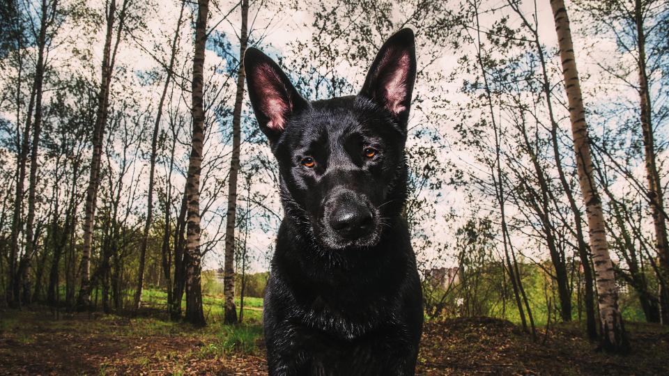 Dutch shepherd dog