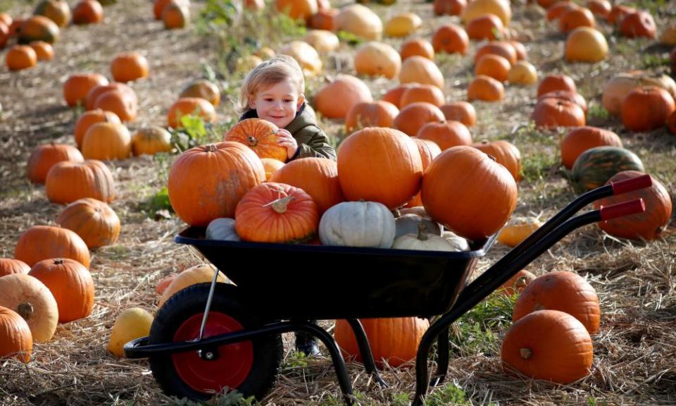 Pumpkin picking at Craigie Farm