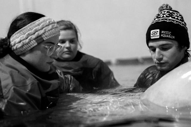 Beloved' Beluga Whale Dies at Connecticut Aquarium: 'Our Hearts