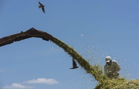 A man watches over corn kernels being transferred from a silo into a truck at a farm in Limoeiro do Norte, in Ceara state, January 15, 2015. REUTERS/Davi Pinheiro