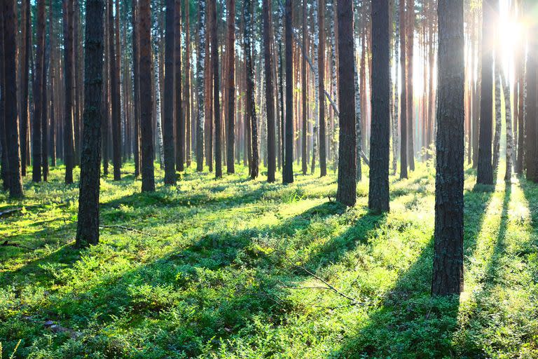 El proyecto, a largo plazo, extendería la forestación a 10 mil a 20 mil hectáreas en ambas provincias