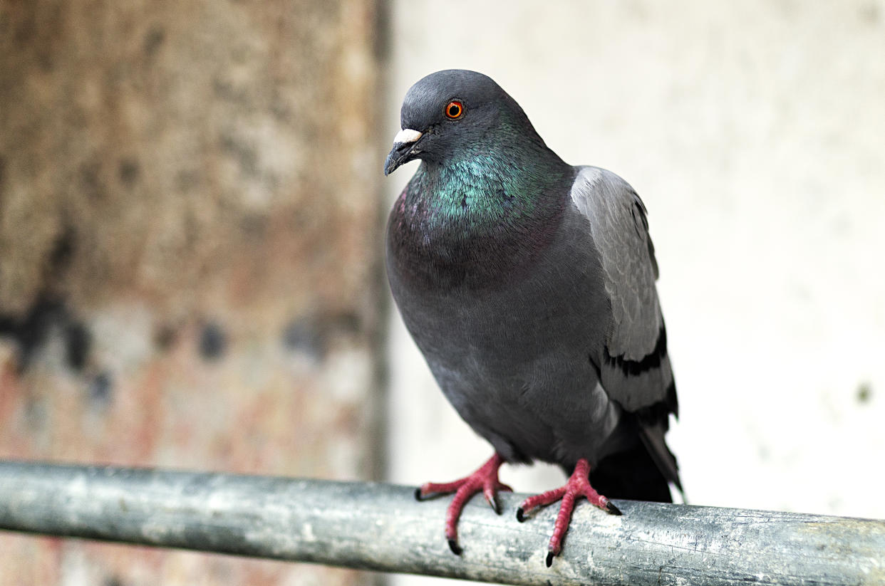 Multiple deaths in recent weeks have been attributed to an exposure to pigeon poop in Scotland. Here’s why, (Photo: Getty Images/Abraham Blanco)