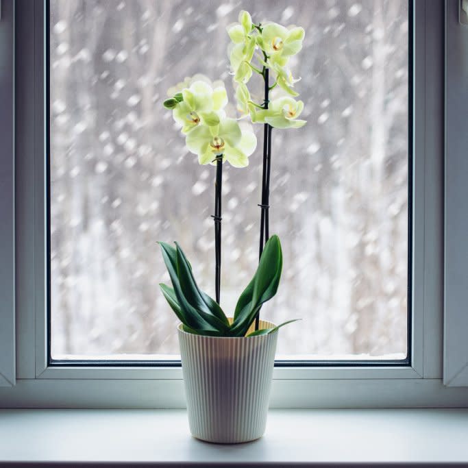  An orchid in a snowy window. 