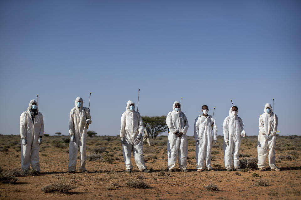 In this photo taken Tuesday, Feb. 4, 2020, pest-control sprayers demonstrate their work on the thorny bushes in the desert that is the breeding ground of desert locusts for a visiting delegation of Somali ministry officials and experts from the Food and Agriculture Organization (FAO), in the desert near Garowe, in the semi-autonomous Puntland region of Somalia. The desert locusts in this arid patch of northern Somalia look less ominous than the billion-member swarms infesting East Africa, but the hopping young locusts are the next wave in the outbreak that threatens more than 10 million people across the region with a severe hunger crisis. (AP Photo/Ben Curtis)