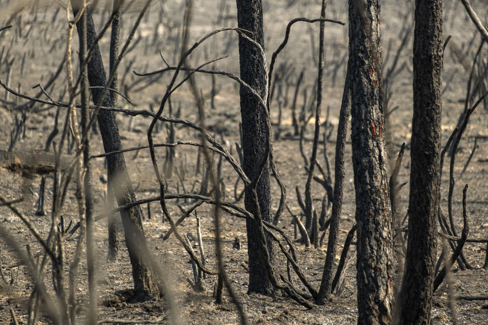 A view of a burnt forest is seen after a wildfire near Cardigos village, in central Portugal on Monday, July 22, 2019. More than 1,000 firefighters battled Monday in torrid weather against a major wildfire in Portugal, where every summer forest blazes wreak destruction. (AP Photo/Sergio Azenha)