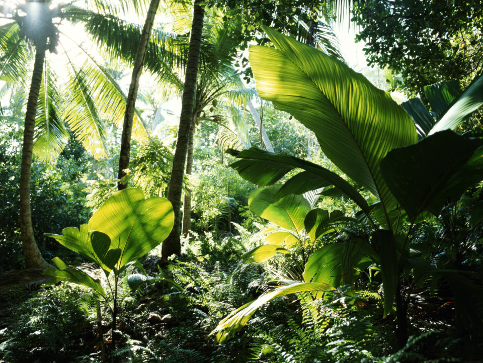 Humid tropical forests are under threat due to changing land use and climate change.