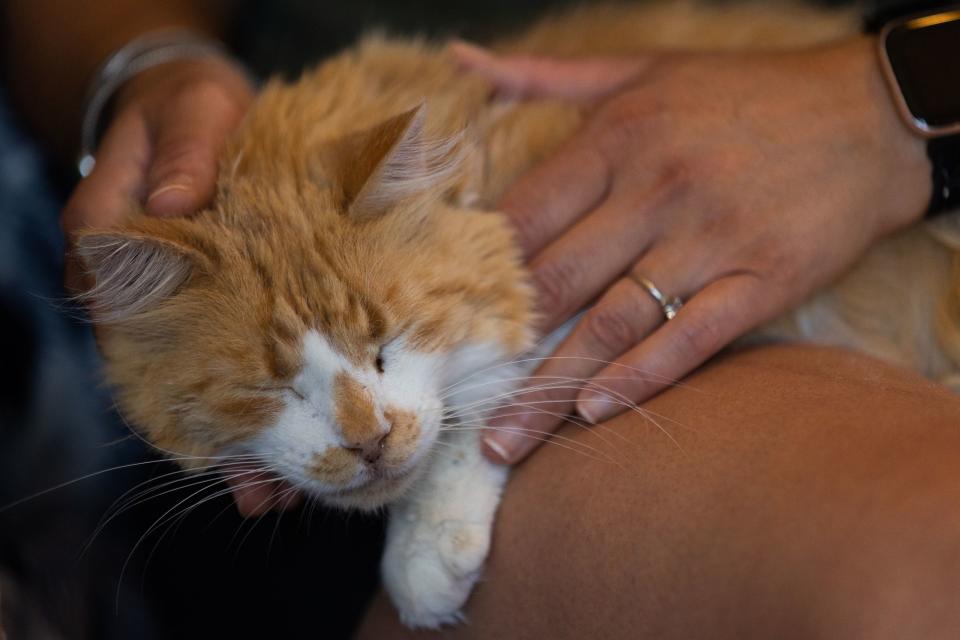 Allison Kypros, visiting from Norfolk, Virginia, holds a cat at Best Friends Animal Sanctuary in Kanab on Thursday, July 27, 2023. | Megan Nielsen, Deseret News