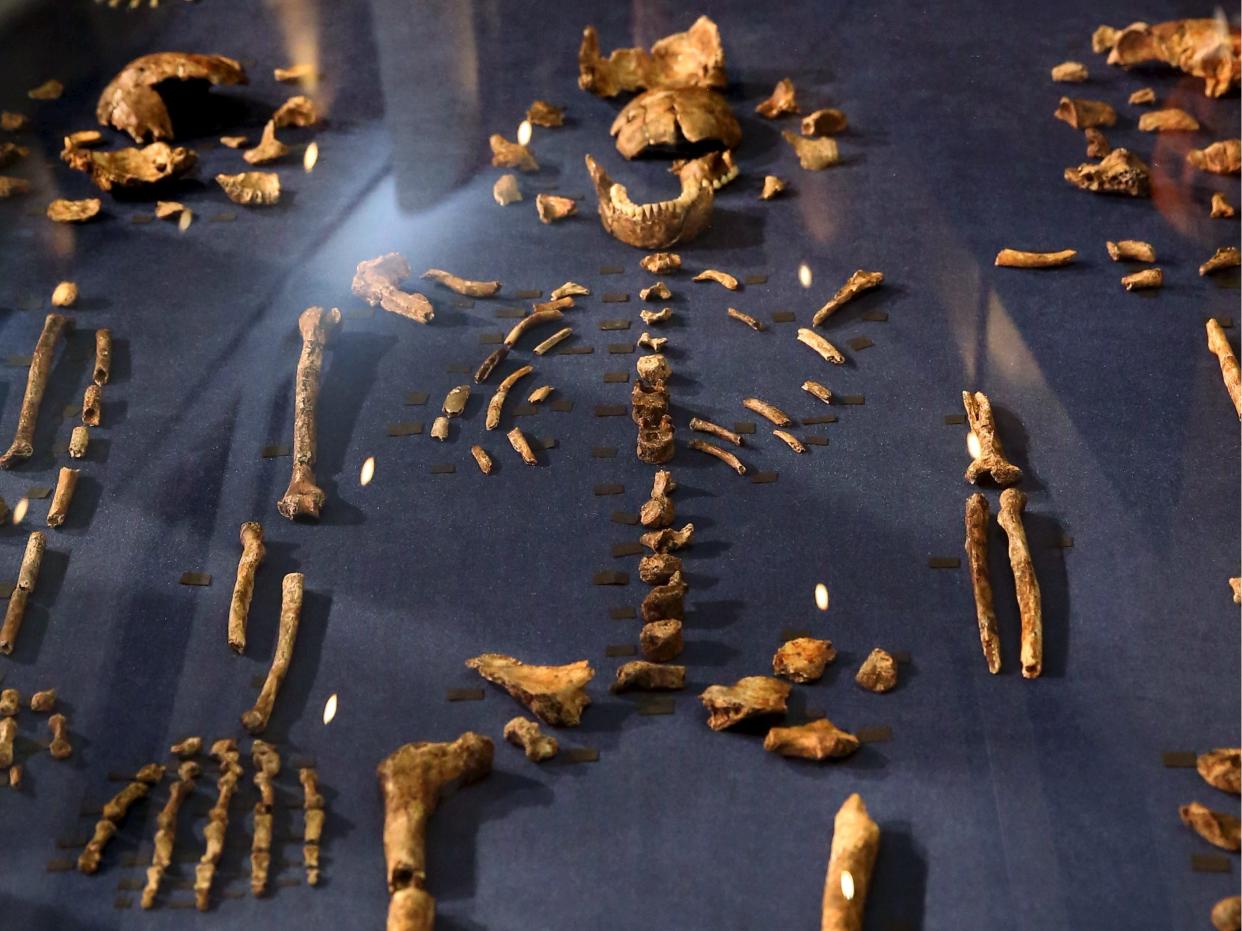 Homo naledi