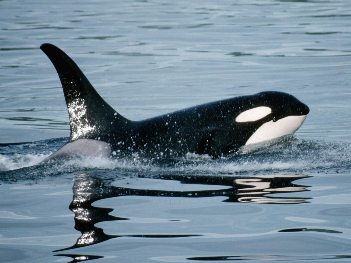 Orcas hunden 3 barcos cerca de España  Luna, una orca solitaria que fue separada de su familia hace 20 años, también dañó botes, pero los científicos dicen que le encanta jugar.