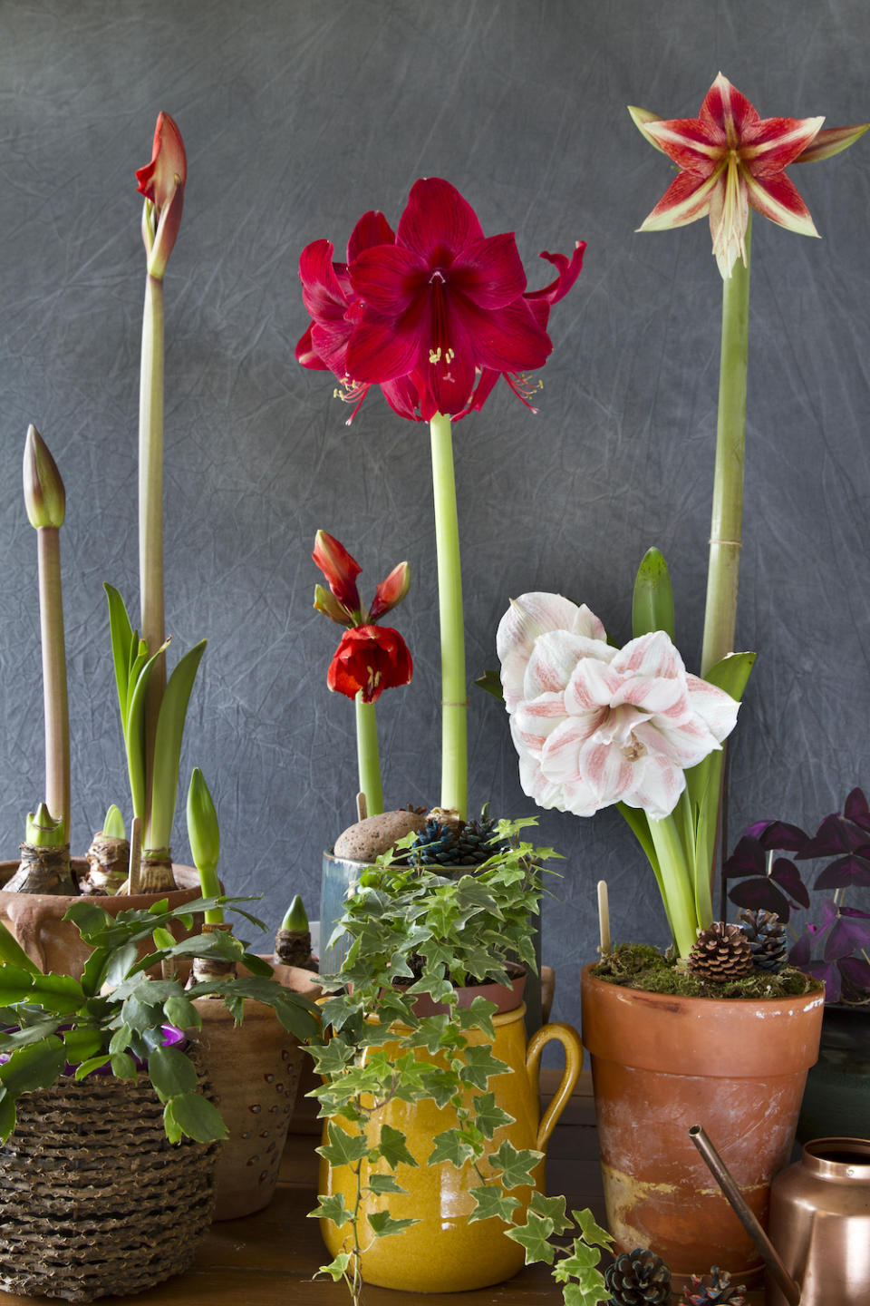 a row of potted amaryllis plants